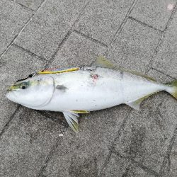 南港ショアジギング