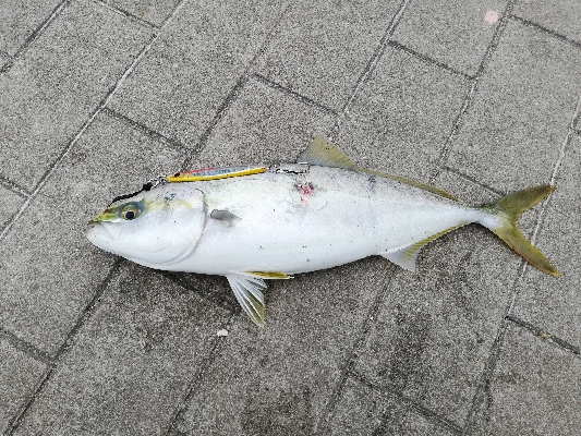 南港ショアジギング