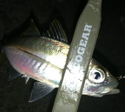 ナイトアジング