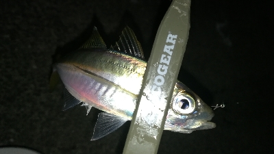 ナイトアジング