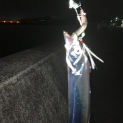 やっとこさタチウオ！！