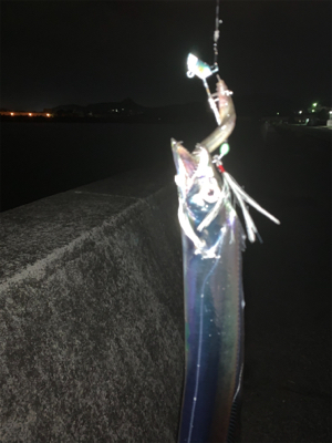 やっとこさタチウオ！！