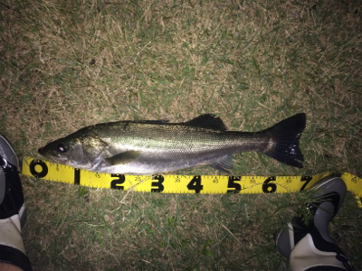 ナイスサイズのファイター