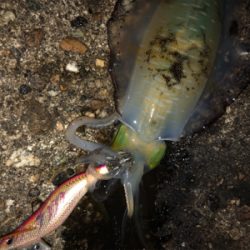 連夜のエギング