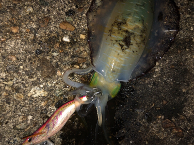 連夜のエギング