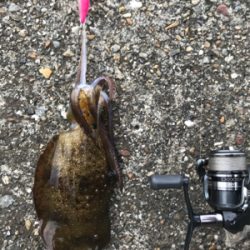 釣行30分で良型アオリ2杯GET *\(^o^)/*