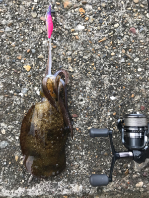 釣行30分で良型アオリ2杯GET *\(^o^)/*