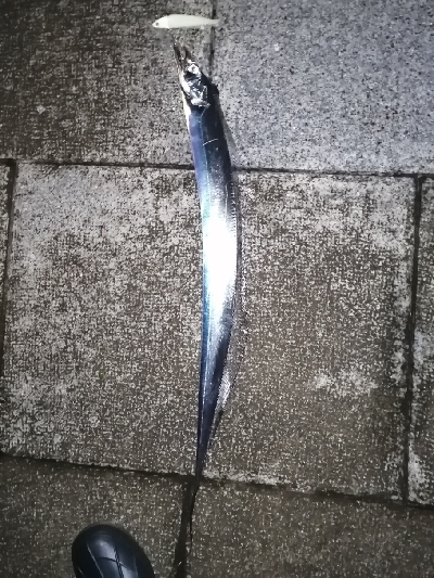 太刀魚リベンジ