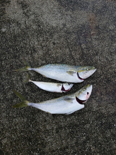 西宮ケーソン　ライトショアジギング