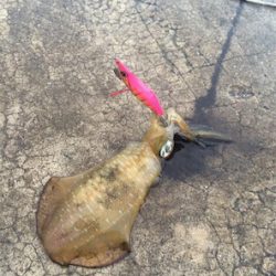 雨のなかエギング