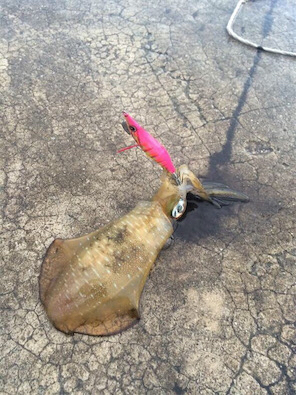 雨のなかエギング