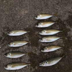 アジ釣り