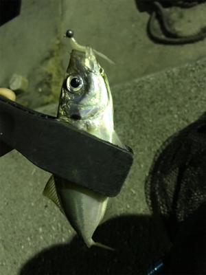 満月アジング…