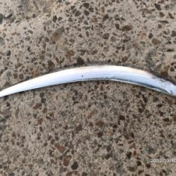 タチウオとアオリイカ