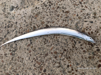 タチウオとアオリイカ