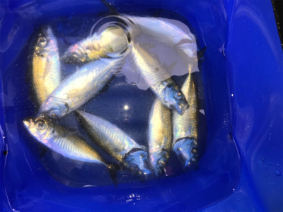 大きなアジが釣れた