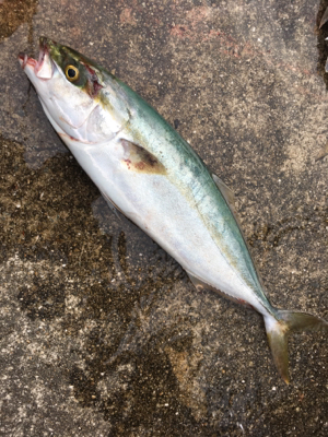 ３日連続はまち