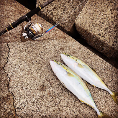 お久しぶりハマチ