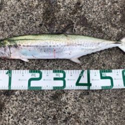 4目達成！満足釣行！