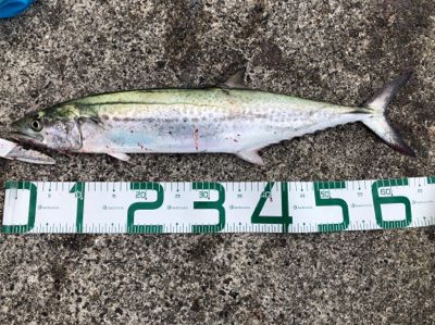 4目達成！満足釣行！