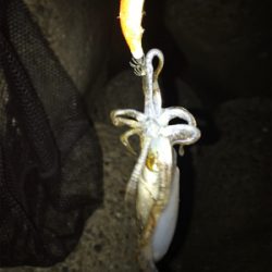 連日のアオリ釣り(^｡^)