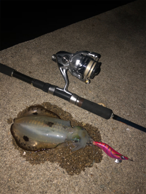 秋の月夜エギング