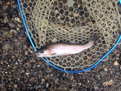 大雨は吉とでるか凶とでるか！？