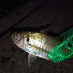 なんとか釣れたヨ