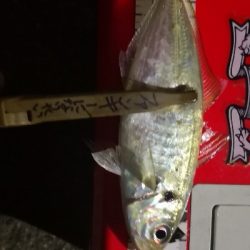 アジング練習 40