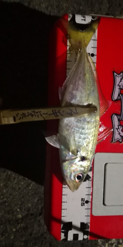 アジング練習 40