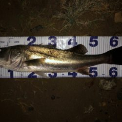 たぶん居るのに