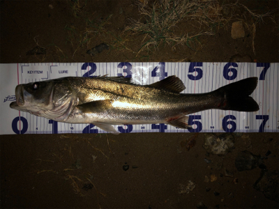 たぶん居るのに