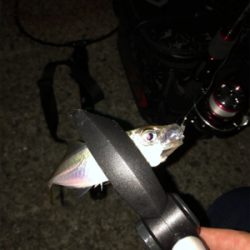 仕事帰りアジング♫