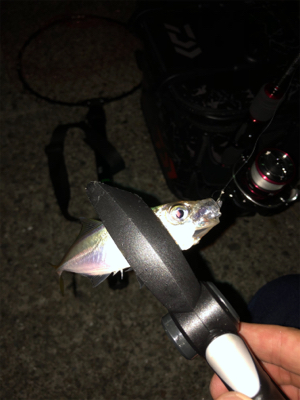 仕事帰りアジング♫