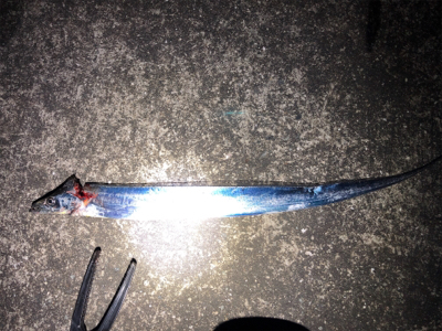 週末のタッチーチャレンジ