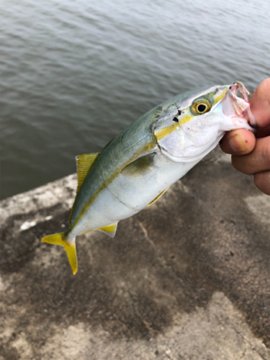 四日市近辺で青物
