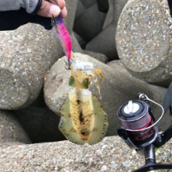 連日エギングボウズ無し(^｡^)