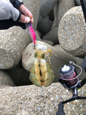 連日エギングボウズ無し(^｡^)