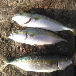 初！！陸からの青物！