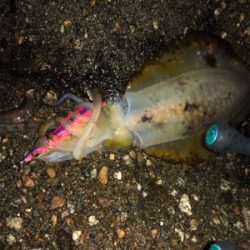 小雨の中エギング