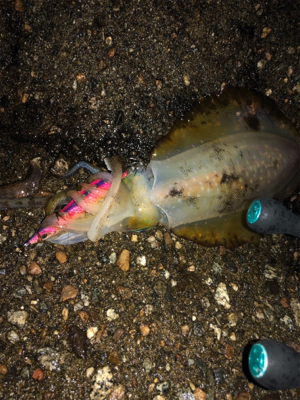 小雨の中エギング