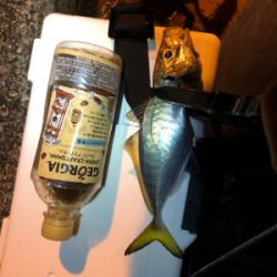 アジング 良型連発