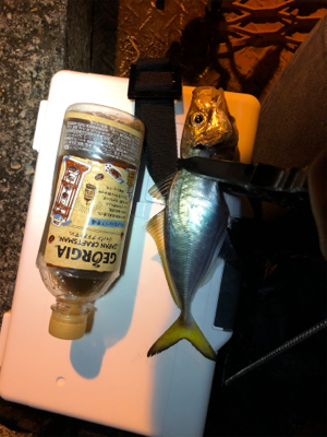 アジング   良型連発