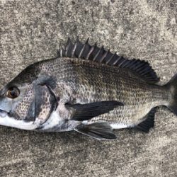 周りは青物ラッシュ！