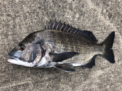 周りは青物ラッシュ！