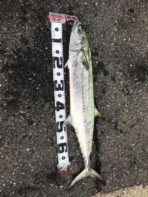 ハマチ（ツバス）狙いが…