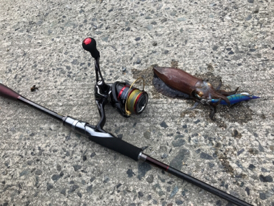 釣りの旅最終日！サゴシ、アオリイカ！