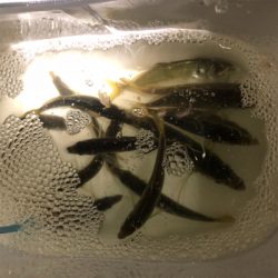 淡路島ランガン