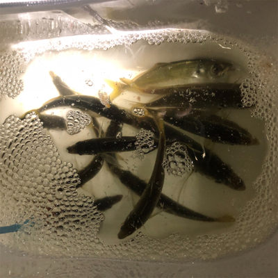 淡路島ランガン