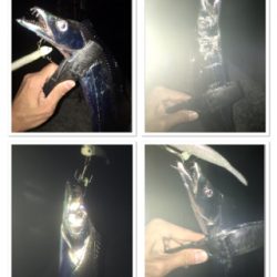 どうにかタチウオ&ハマチ